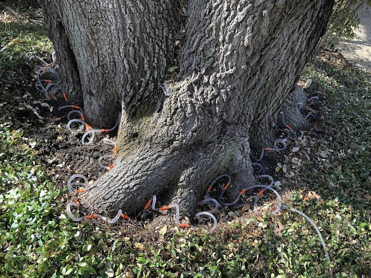 Detailed Tree Cabling and Bracing job site in Abbyville