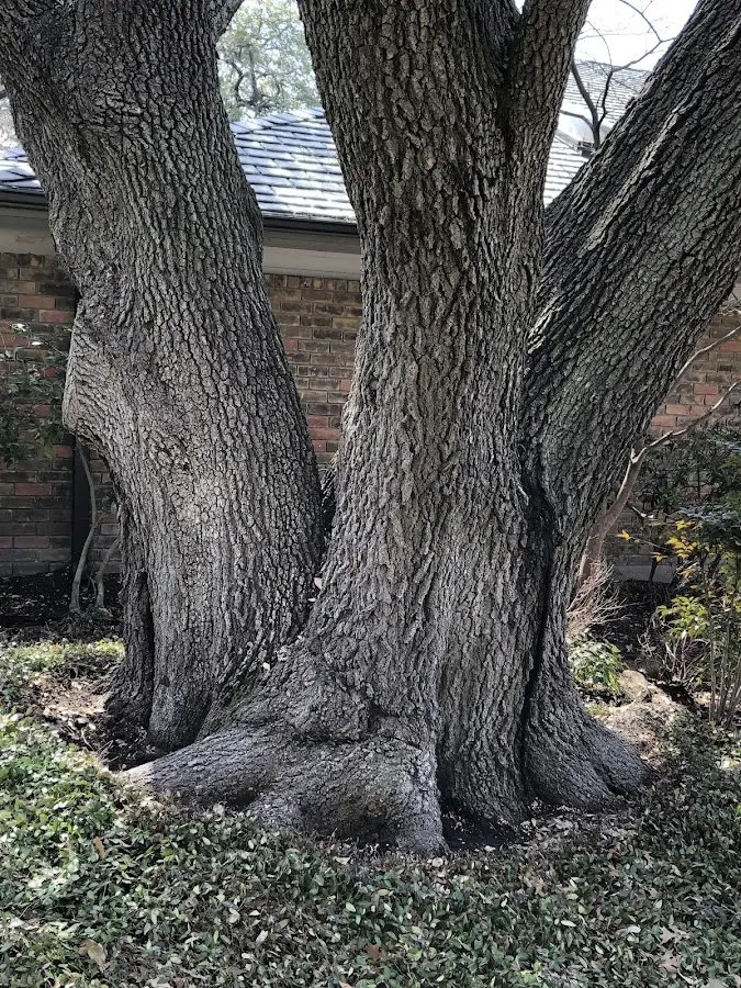 Mature heritage tree close to a Abbyville property cared for by certified arborists